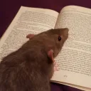 ⋆ 𝙧𝙖𝙩 𝙨𝙚𝙧𝙫𝙚𝙧 ⋆ Discord Server Icon