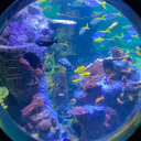 a shiver of sharks Discord server icon