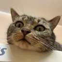 Meows Story