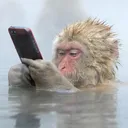 Smart Monkeys [ApeTown]
