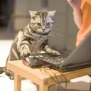 Cat Gang [Av Gamer]