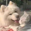 Tiny Tails ૮ ᴖﻌᴖა Discord Server Icon