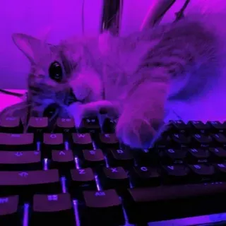 KliSub — мониторинг Discord сервера, статистика и рейтинг