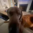 FANDOMRONPA: MULTIVERSAL MAYHE... Discord Server Icon