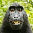 Szukyn monkey server