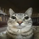 00piumcats