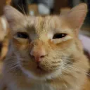 Gatoland