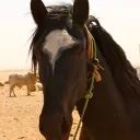 Maqzara(Jomanistan)