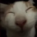Cat Sticker and emojis