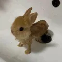 Bunnies ^-^ - social