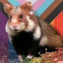 Happy Hamster Husbandry