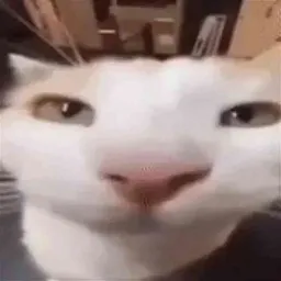 __...<<CRASHED>>...__ — мониторинг Discord сервера, статистика и рейтинг