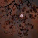 ೄྀ࿐ ˊˎ- Autumn Elm [RP] ೄྀ࿐ ˊˎ- Discord Server Icon