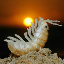 The Church of Chitin Discord server icon