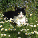 𝑮𝒂𝒓𝒅𝒆𝒏 │ Ricster's Server avatar