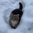 𝑮𝒂𝒓𝒅𝒆𝒏 │ Ricster's Server avatar