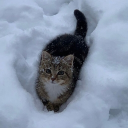 Discovery icon for 𝑮𝒂𝒓𝒅𝒆𝒏 │ Ricster's Server Discord server