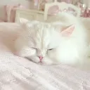 🌸  𝑲𝑶𝑴𝑶𝑹𝑬𝑩𝑰 🌸
