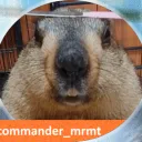 mrmot mrmot Discord Server Icon