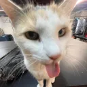 N1azz's apartment Reborn Discord Server Icon