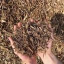 MULCH GANG FOR LIFE! Discord Server Icon