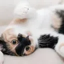 🎶¡La Ciudad de los Gatos! 😸