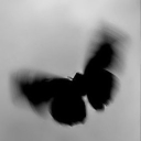 Butterfly.♡ 🦋