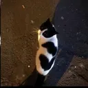 にゃんこhack