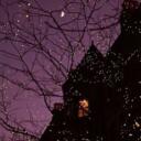୨ "The Starling Spooky House" ୧ Discord Server Icon