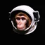 Space Monkeys