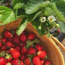 ‧₊˚🍓𝘑𝘶𝘯𝘦 & 𝘢𝘯𝘨𝘦𝘭𝘢`𝘴 𝘴𝘵𝘳𝘢𝘸𝘣𝘦𝘳𝘳𝘺 𝘧𝘢𝘳𝘮𓂃 ࣪ ִֶָ