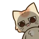 N花貓