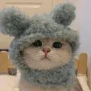Cats Land