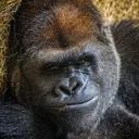 [SHUT DOWN] Bloxburg Aspire Ci... Discord Server Icon