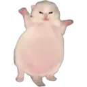 nymcord
