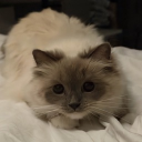 nymcord icon