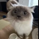 nymcord