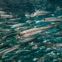 Salmon Hate Club