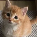 A Snowy Hangout Discord Server Icon