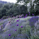 Allium Grove