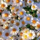 paradise Discord Server Icon