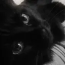 /𝘱𝘰𝘭𝘢𝘳𝘪𝘴 Discord Server Icon