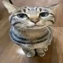 kawaii cats Discord Server Icon