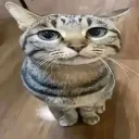 kawaii cats Discord Server Icon