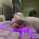 Marshy's server