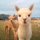 lama's world