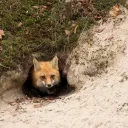 The Foxes Den