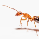 Ant civilization (pretend you're an ant here) Server Icon