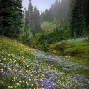 Mystical Meadow