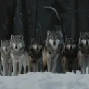 wolfpack